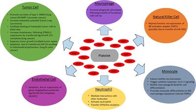 Platelet Microparticles and miRNA Transfer in Cancer Progression: Many Targets, Modes of Action, and Effects Across Cancer Stages